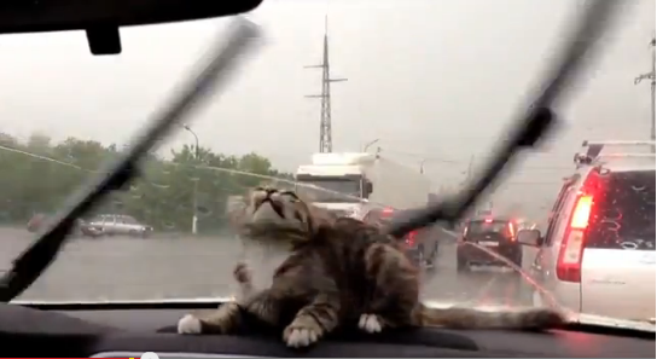 Picture from video clip of a kitten on a dashboard chasing the windshield wipers
